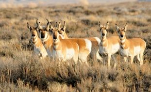 herd pronghorn