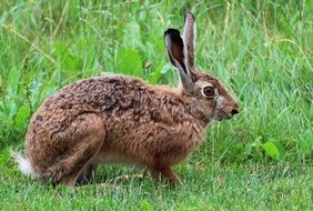 gray hare among green meadows