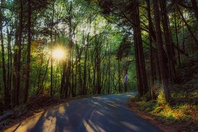 road in forest sun lights through trees