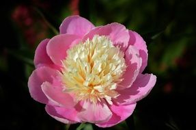 wallpaper with amazing pink flower