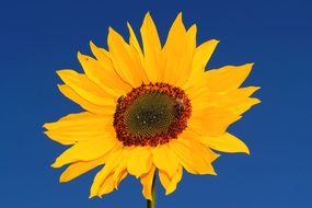 bright sunflower on blue background