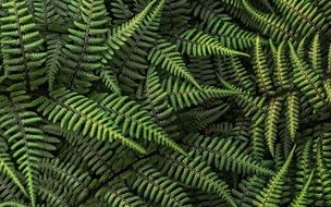 lot of fern leaves close up