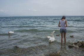 young girl feeding swans birds back look, lake garda