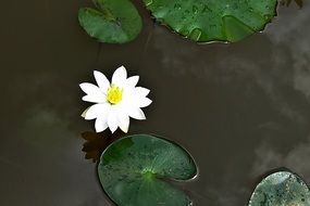 amazing beauty lily flower