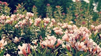 pink flower field in summer