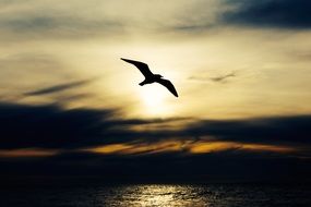 dark silhouette of seagull in evening sky above glossy sea