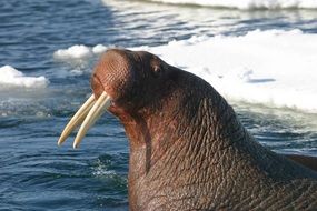 head of walrus with long tusks