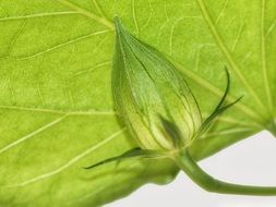 Close-up of the green leaf with a bud