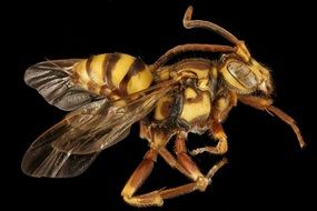 bee insect