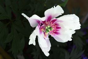 white pink bloom macro photo