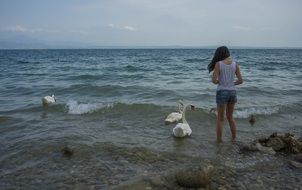 Long haired woman eeding swans in sea
