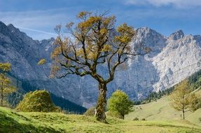 Lonely tree in the background of picturesque mountains