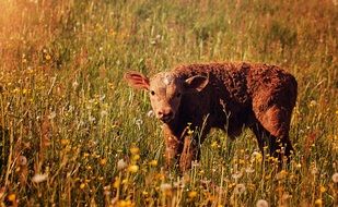 brown curly calf among the field