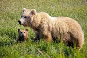 delightful brown bears