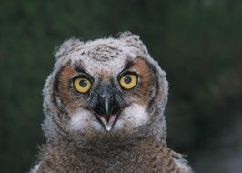 portrait of a big horned owl