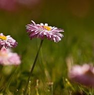 amazing beauty daisies flowers