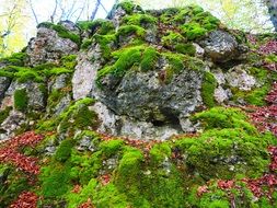 stone in green moss with red flowers