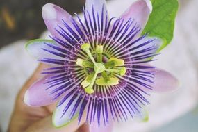 amazing beauty passion flower