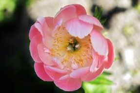 pink flower blooming in the garden