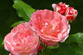 bloom pink roses