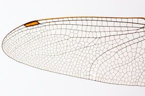 Wing of a dragonfly close-up