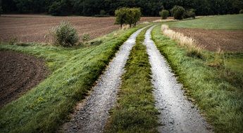 path among the fields