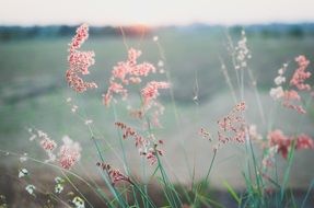 summer field flowers