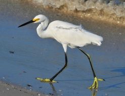 snowy egret walking