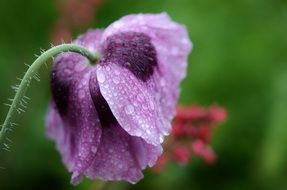purple flower on a stalk in water drops