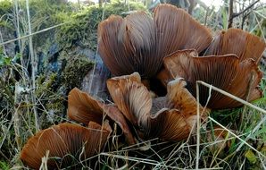 Brown mushrooms among the grass in the forest