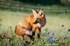 Picture of red fox in the wildlife