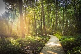 curved boardwalk in forest at summer