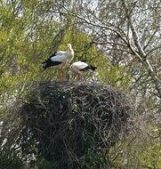 rattle storks in the nest