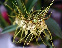 closeup of orchid flower