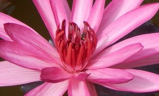 pink lily in a pond closeup