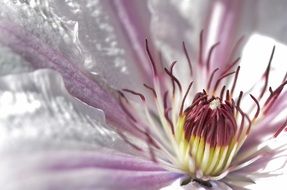 inside a purple flower