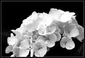 white hydrangea flowers on white background