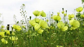field of yellow poppy flowers
