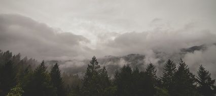 dense fog over the mountain spruce forest