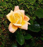 beauty flower blossom