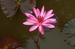flower water lily