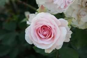 pink rose flower and buds