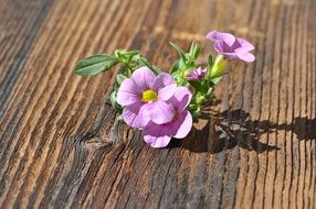 Pink flowers on the wood