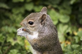 cute squirrel rodent