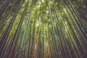 tall green bamboo trees, bottom view