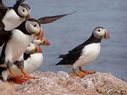 atlantic puffins in the wildlife