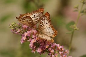 a pair of beautiful butterflies on a pink flower