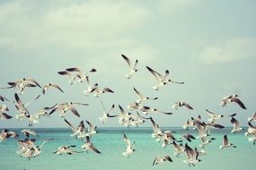 A lot of seagulls on the beach