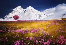 landscape of the Alps in snow and flower meadow