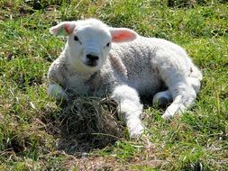 white lamb on the grass on a sunny day